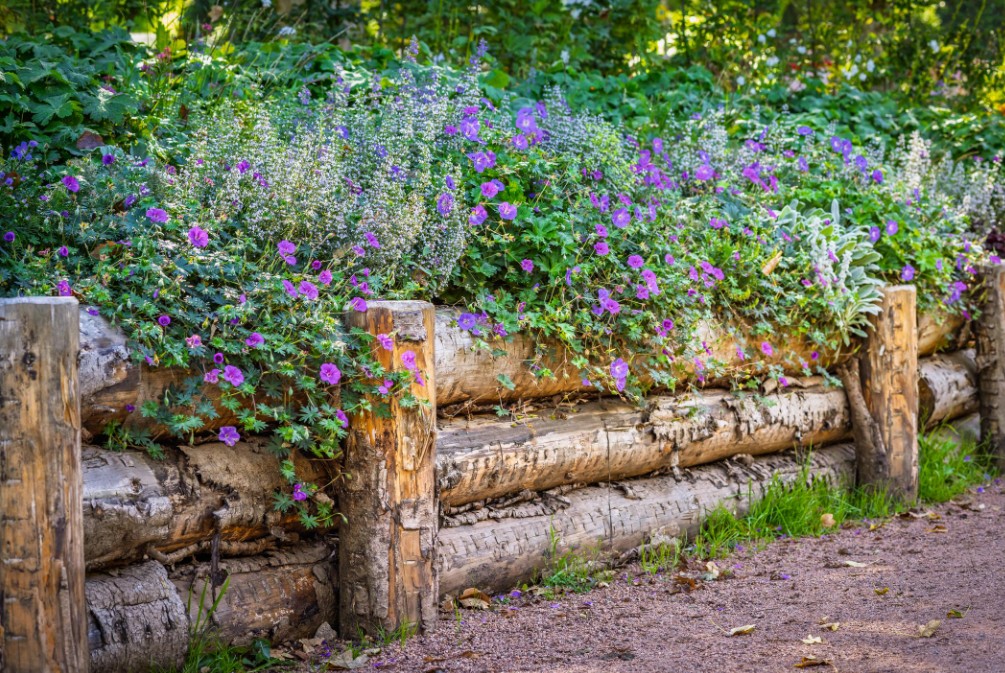 plante care nu necesita ingrijire